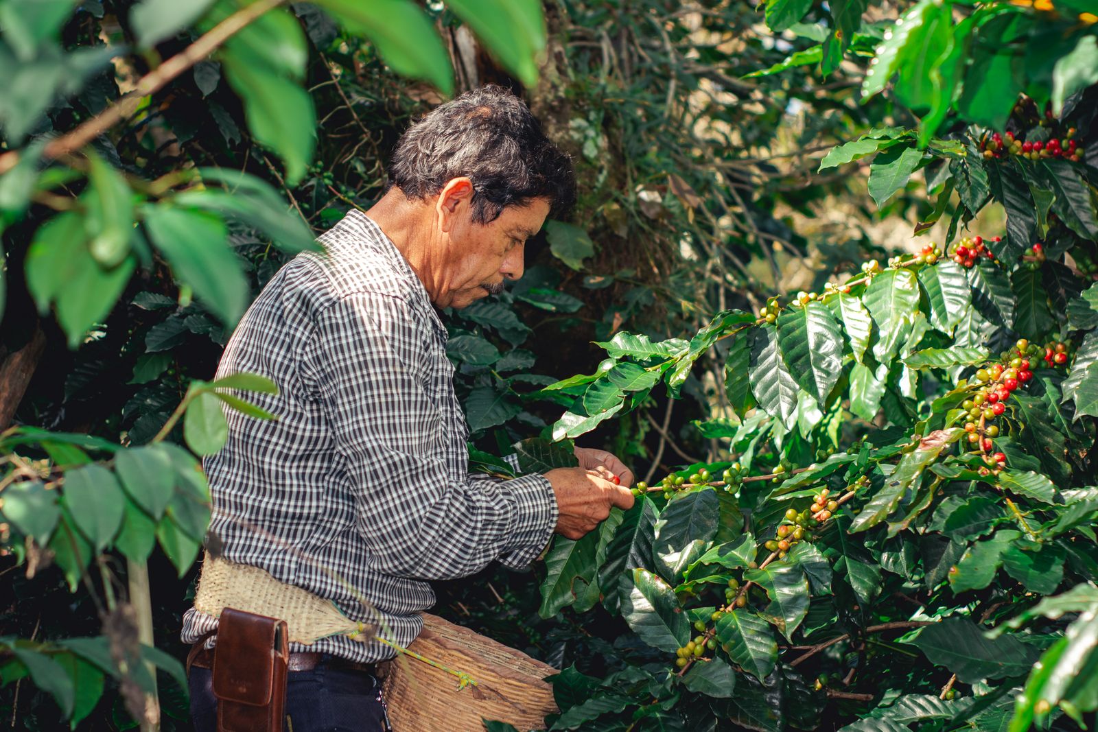 Corte de café entre los cafetales de la sierra